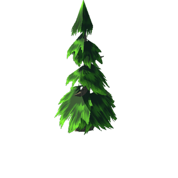 Pine 1